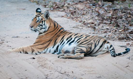 tiger
